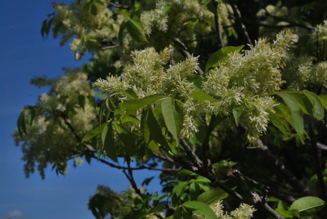 Fraxinus ornus